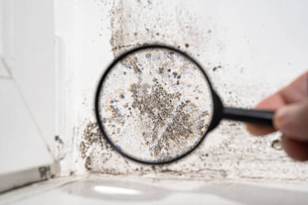 Why You Should Choose Our Mold Remediation Services in Franklin, WI